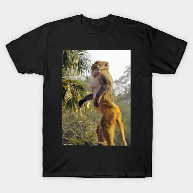 Cute Monkey Stand Up for your rights T-Shirt by PlanetMonkey